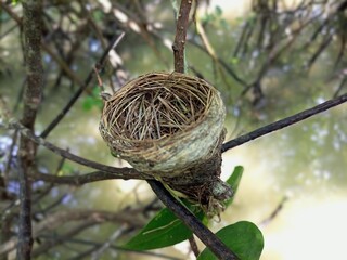 bird nest
