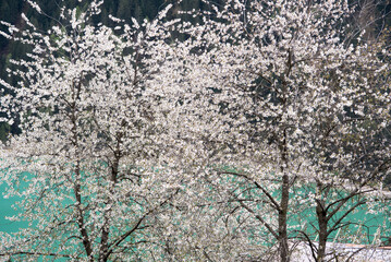 dei bellissimi fiori bianchi in primavera, sfondo di fiori bianchi bellissimi, un'albero pieno di fiori bianchi in montagna
