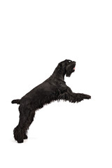 Studio image of active, smart, black Riesenschnauzer dog in motion, jumping, running against white background. Concept of domestic animal, motion, action, pets care, animal life. Copy space for ad