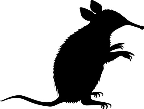 Elephant shrew silhouette. Somali shrew vector illustration. Sengi shape. Black filled outline isolated on white. 