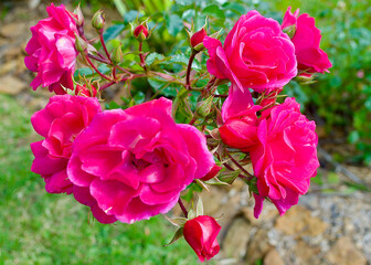 Beautiful pink roses in a sunny garden bed