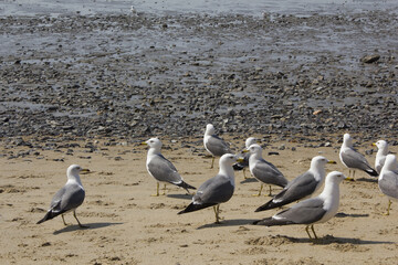 A seagull sitting on the beach.