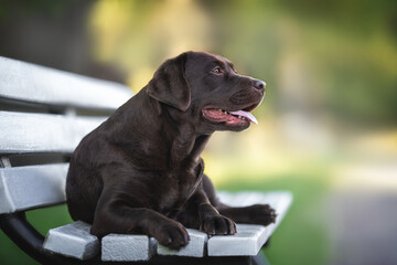 Beautiful chocolate brown labrador retriever dog laying on the bench on warm summer yellow green background