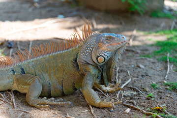 Fototapeta premium closeup of iguana lizard in nature. photo of iguana lizard reptile. iguana lizard outdoor.
