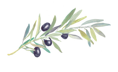 Obraz na płótnie Canvas Olives, black olives, olive branches, watercolor food illustrations 