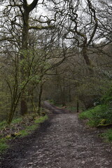 Fototapeta na wymiar a walk through the Lickey hills country park next to Birmingham in the uk