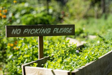 Please no picking vegetables wooden sign. No picking please in a garden in Australia