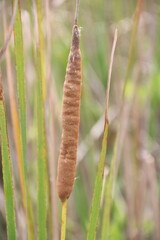 Typha angustifolia