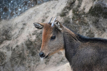 Himalayan goral, Naemorhedus goral or the gray goral, is native to the Himalayas. It is listed as Near Threatened on the IUCN Red List