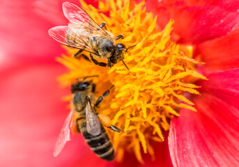 Abeilles butineuses sur fleur 
