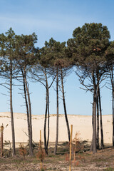 Fototapeta na wymiar long, tall trees near the beach