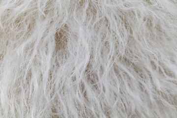White sheep wool close-up, selective focus, texture background