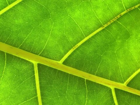 green leaf texture