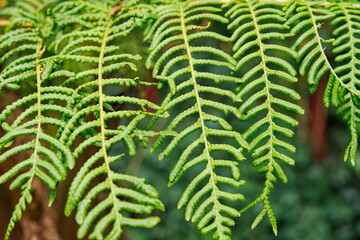 Close-up of fern fronds