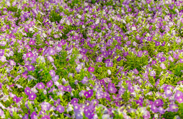 Purple petunia flowers grow in flower bed, selective focus