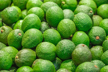 Avocado green whole, in bulk, on supermarket, selective focus