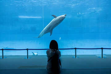 Silhouette girl watching dolphins swim in Nagoya aquarium