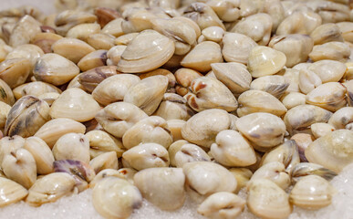 Scallop sea shells with closed flaps on ice, selective focus .