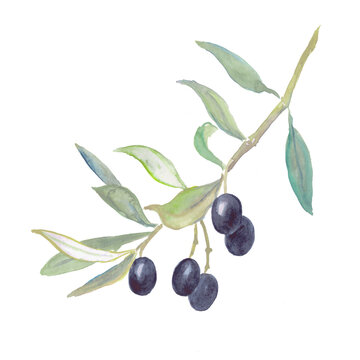 Olives, black olives, olive branches, watercolor food illustrations	