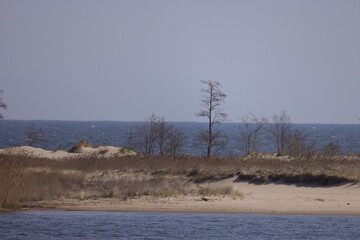 Wild beach with trees with sea and horizon