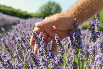 Field of lavender smell. Soft touch of male hand over blooming plants close up. Purple fresh flowers in aromatic landcape. Sunny day blue sky background.