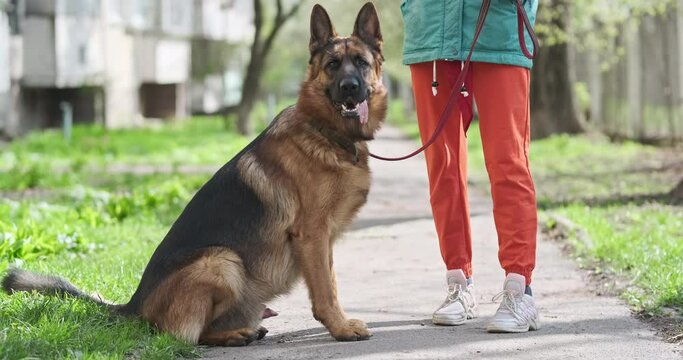 Excited German Shepherd sits next to the owner and looks into the camera. Daytime springtime, city street. Generative AI