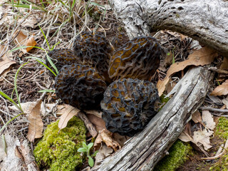 collection and commercial value of morel mushroom