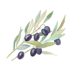 Olives, black olives, olive branches, watercolor food illustrations	