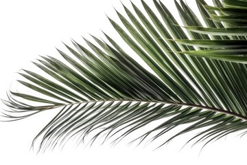 detailed close-up view of a palm leaf on a plain white background. Generative AI Generative AI