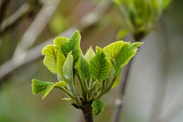 Hydrangea aspera ssp. New plant (young leaves). Hanover, Germany.