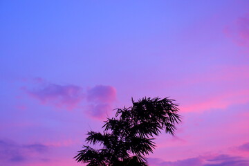 Fototapeta na wymiar Green bamboo tree against sunset evening purple sky