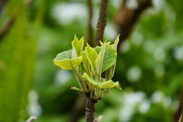 Hydrangea aspera ssp. New plant (young leaves). Hanover, Germany.