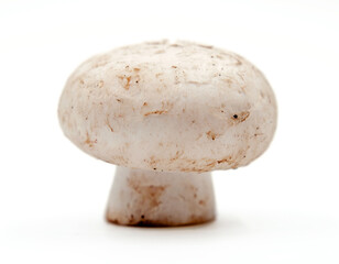 mushrooms on white background