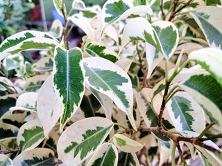 Green plants in a garden