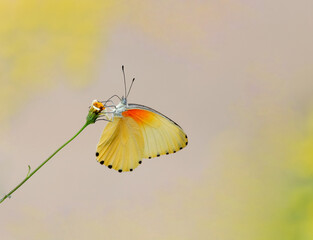 butterfly on a flower