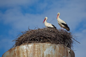 A pair of storks in a nest on a water tower.
