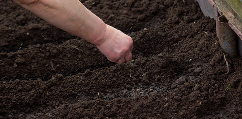 close-up of a farmer's hand sowing cabbage.