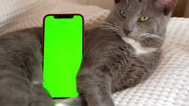 Phone, smartphone with green screen chromakey against Cat. Little gray cute sleepy Kitten. Online shopping, websites for pets, mobile applications. Mockup. Smart phone with green background and animal