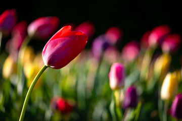 Bed of colorful tulip flowers in red, purple, yellow and pink with selective focus and blurred background. Sun lit public garden park in Iserlohn Sauerland Germany isolated on black background.