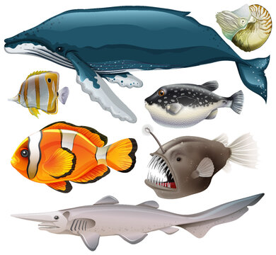 Sea Animals Vector Collection