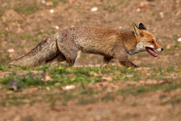 Naklejka na ściany i meble Beautiful portrait of a specimen of common fox runs happily through the forest in the Sierra de Andujar Natural Park, in Andalusia, Spain