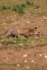 Beautiful vertical portrait of a common fox running happily through the forest in the Sierra de Andujar Natural Park, in Andalusia, Spain