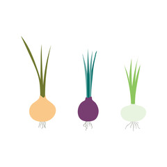 Multi-color onions hand drawn illustration. Cartoon style flat design, isolated vector. Summer, autumn harvest, farmer market print element, farming, gardening, healthy, vegetarian food
