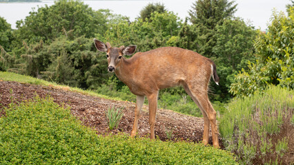 whitetail animal brown color. photo of whitetail animal outdoor. whitetail animal in the street.