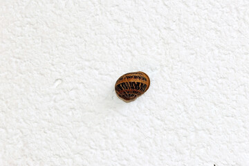 Small snail on a white wall
