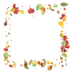 Leaves Falling Autumn Foliage Chaotic Leaf Flying