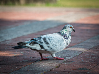 Pigeons feeding on bread crumbs at the Park