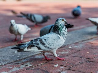 Pigeons feeding on bread crumbs at the Park