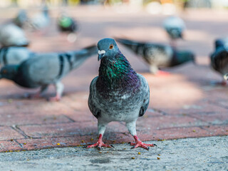 Pigeons feeding on bread crumbs at the Park