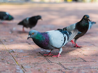 Pigeons feeding on bread crumbs at the Park